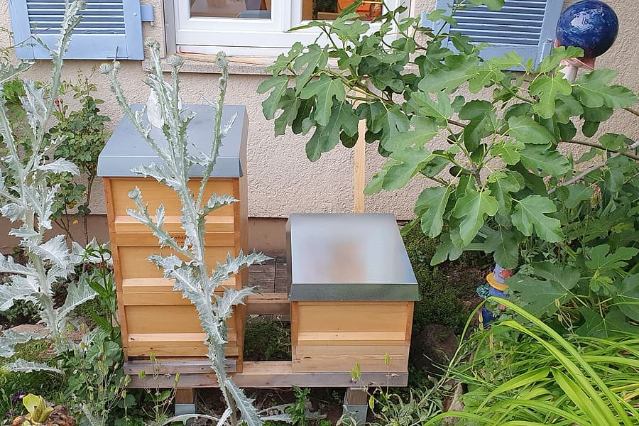 Zwei hölzerne Bienenbeuten mit Blechdeckeln stehen an der Hauswand zwischen Rosen, Disteln und einem Feigenbaum.
